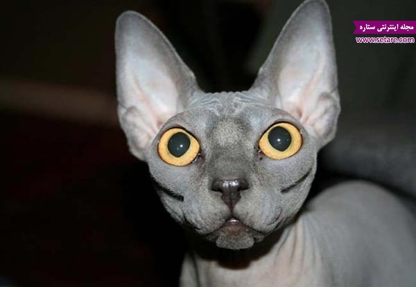گربه اسفینکس، پوست بز، گربه بدون مو