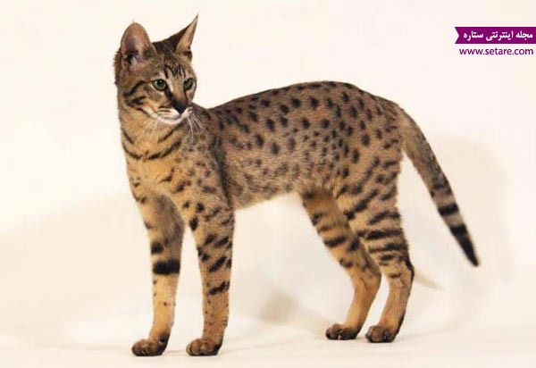 گربه آشرا، گران ترین گربه جهان، کم یاب، میکس سه گانه
