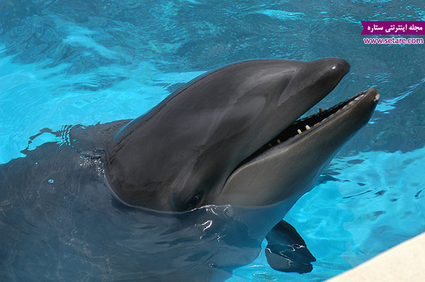 دلفین - دلفین ها - پستانداران - آبزیان - نهنگ 