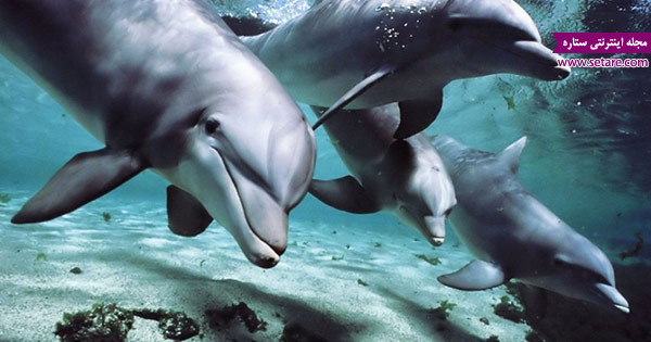 دلفین - دلفین ها - پستانداران - آبزیان - نهنگ - نهنگ قاتل