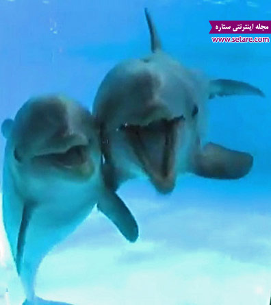 دلفین - دلفین ها - پستانداران - آبزیان - نهنگ - نهنگ قاتل