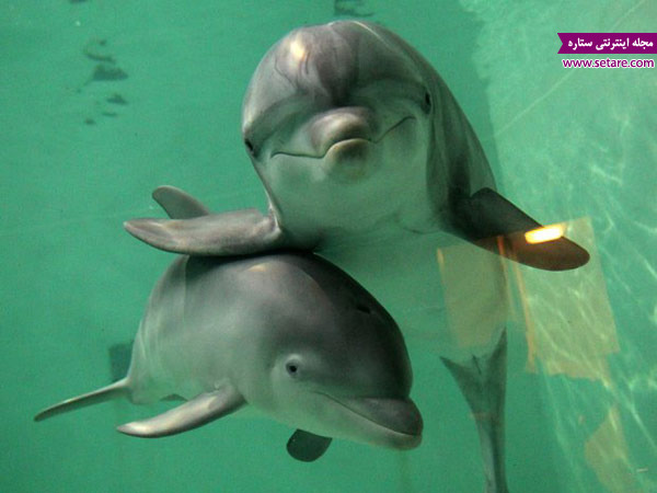 دلفین - دلفین ها - پستانداران - آبزیان - نهنگ - دلفین نر