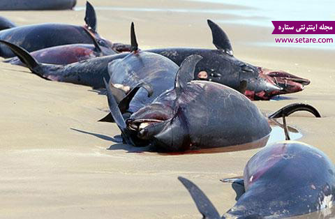 دلفین - دلفین ها - پستانداران - آبزیان - نهنگ - خودکشی