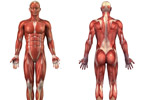 نقشه عضلات بدن و سایر حرکت های بدنسازی