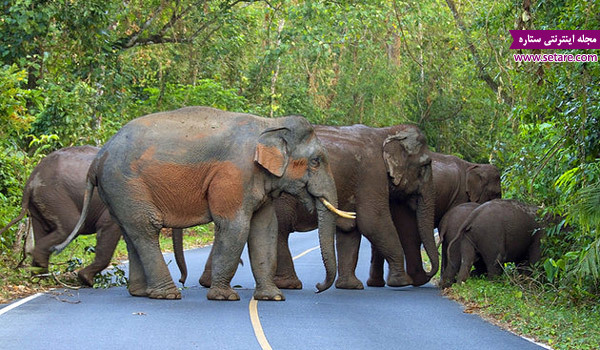 پارک ملی تایلند، فیل ‌های تایلند، مجسمه فیل تایلند، تور تایلند، تور بانکوک
