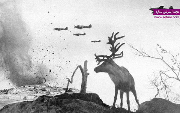 عکس های قدیمی - جنگ جهانی دوم - حمله آلمان به روسیه