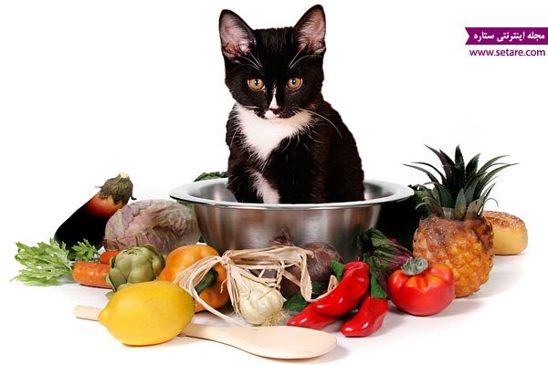 غذای گربه ، غذای حیوان خانگی، عکس گربه خانگی