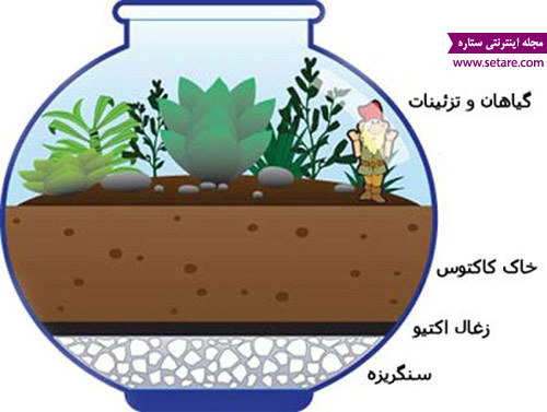 تراریوم چیست - گیاهان مناسب تراریوم - ساخت تراریوم کاکتوس