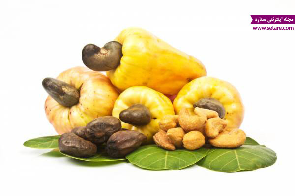 عکس بادام هندی، خواص بادام هندی، درخت بادام هندی،  میوه بادام هندی، مضرات بادام هندی