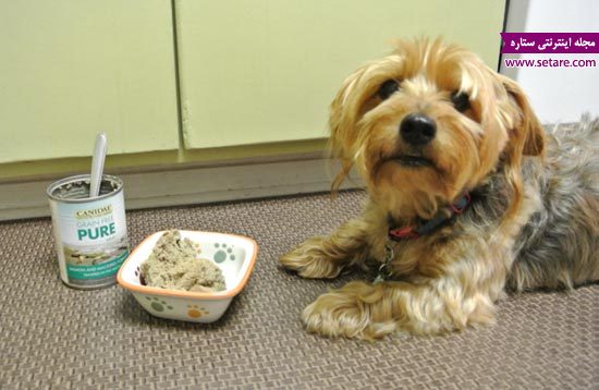 غذای سگ خانگی - غذای سگ هاسکی - غذای توله سگ - عکس سگ