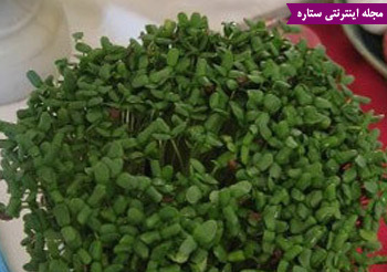 کاشت انواع سبزه عید 96، سبزه کنجد، سبزه کنجد سیاه برای عید 