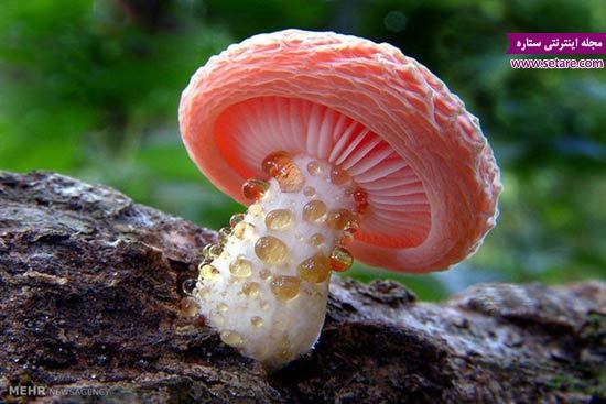 قارچ خوراکی - عکس قارچ سمی - قارچ سمی - تشخیص قارچ سمی
