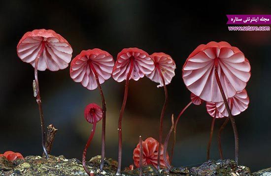 قارچ ها سمی - تشخیص قارچ سمی از غیر سمی - عکس قارچ