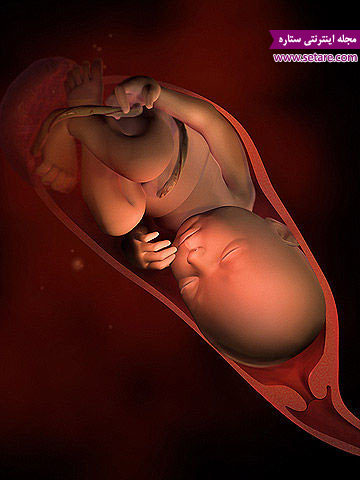 وضعیت جنین در رحم  - بارداری هفته به هفته - هفته سی و نهم بارداری