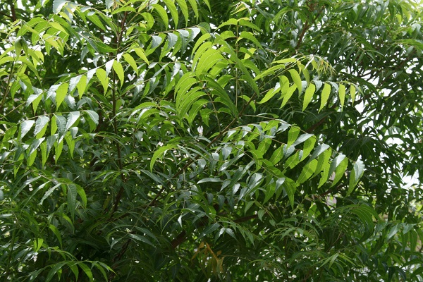 درخت همیشه سبز گرمسیری ، درمان اگزما ، اگزما پوستی