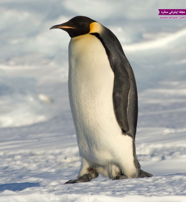 سکس و روسپیگری در پنگوئن ها