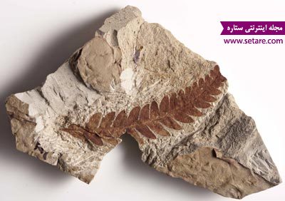 فسیل چیست - فسیل - سنگواره - انواع فسیل - فسیل ها - فسیل های اندامی - فسیل های اثری - تشکیل فسیل - fossil