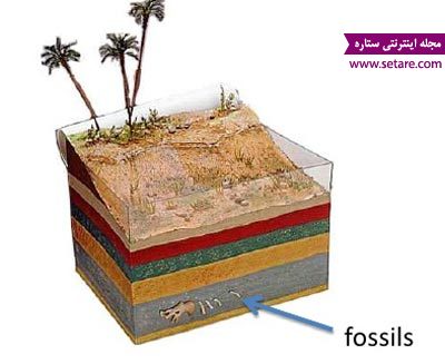 فسیل چیست - فسیل - سنگواره - انواع فسیل - فسیل ها - فسیل های اندامی - فسیل های اثری - تشکیل فسیل - fossil