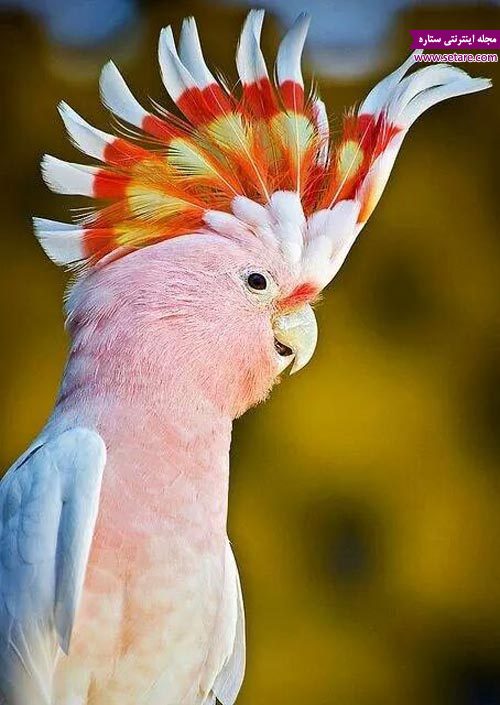 طوطی کاکادوی صورتی (pink Cockatoo)