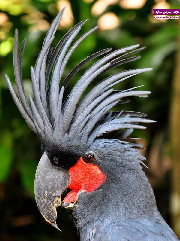ارا کاکادو یا کاکادو کاکل نخلی (Black Palm Cockatoo)