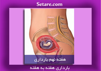 هفته نهم بارداری - تشکیل اندام تناسلی جنین در هفته نهم بارداری