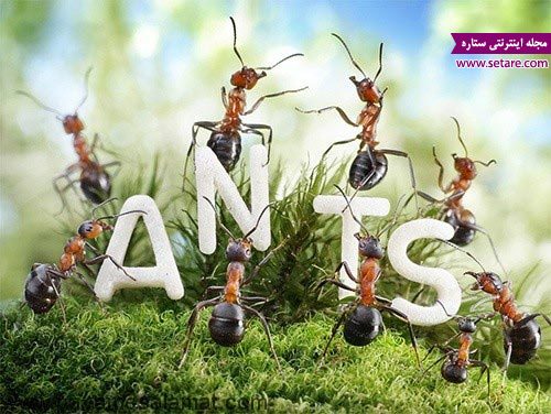 روغن مورچه - روغن مورچه چیست؟ - خواص روغن مورچه - عکس روغن مورچه - خواص درمانی روغن مورچه - روغن مورچه برای رفع موهای زائد