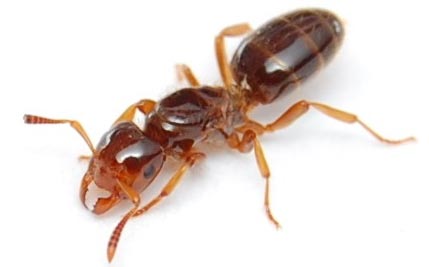 روغن مورچه - روغن مورچه چیست؟ - خواص روغن مورچه - عکس روغن مورچه - خواص درمانی روغن مورچه - روغن مورچه برای رفع موهای زائد