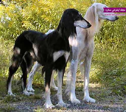 سگ سالوکی-سگ های نگهبان-سگ های شکاری