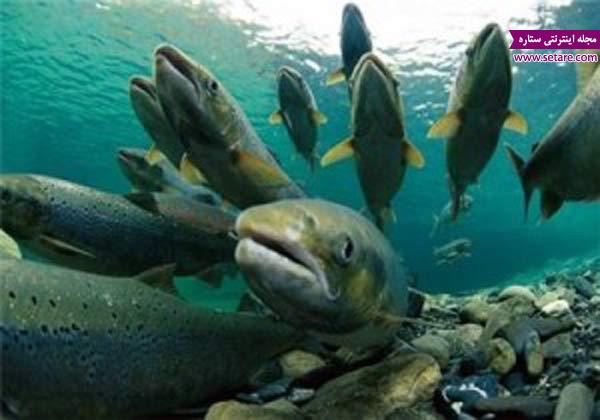 آبزیان دریایی آیا ماهی شیر حلال است