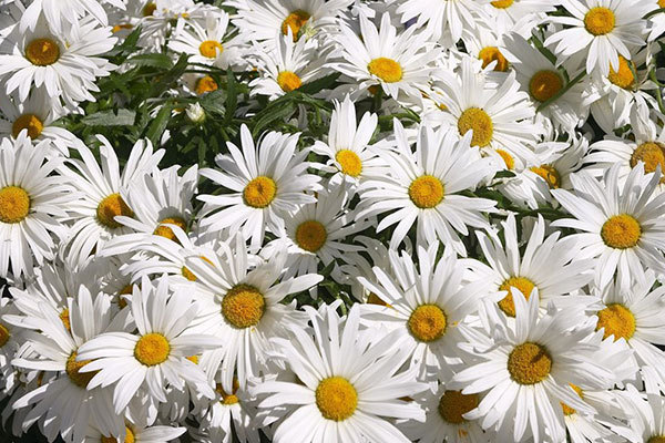 عکس گل داوودی عکس گل داوودی