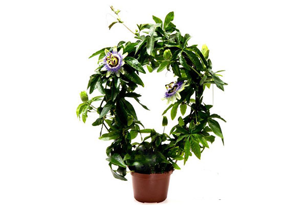 گل ساعتی گل ساعتی