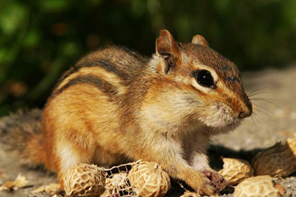 عکس سنجاب  - غذای سنجاب خانگی