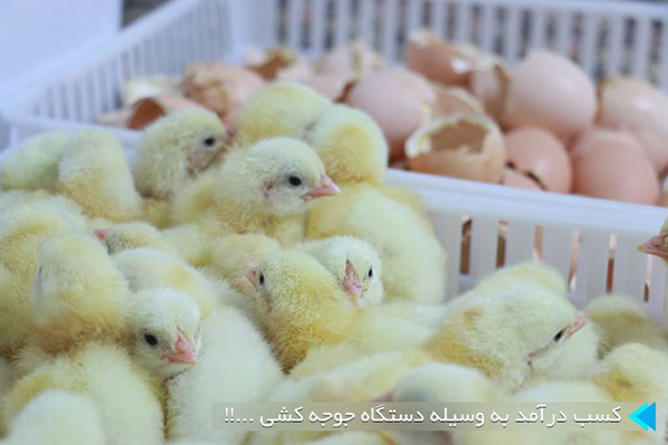 کسب درآمد به وسیله دستگاه جوجه کشی کسب درآمد به وسیله دستگاه جوجه کشی