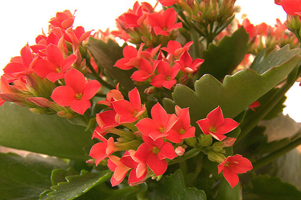 نگهداری گل کالانکوا در گلدان