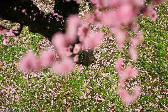 گلچین رباعی و دوبیتی درباره بهار