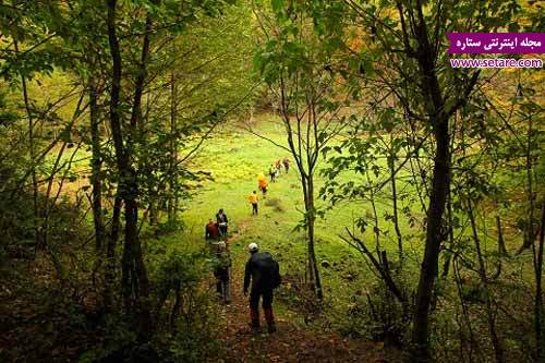 جنگل‌های انجیلی سوادکوه- عکس جنگل‌های انجیلی سوادکوه- آدرس جنگل‌های انجیلی سوادکوه