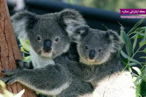 باغ وحش تارونگا- عکس باغ وحش تارونگا- باغ وحش تارونگا سیدنی