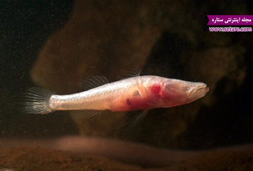 غار ماهی کور- عکس غار ماهی کور- غار ماهی کور خرم آباد