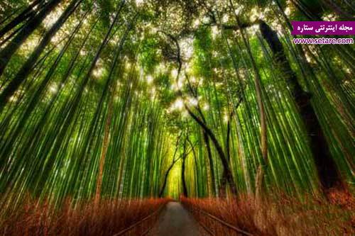 جنگل بامبو کیوتو- عکس جنگل بامبو کیوتو- جنگل بامبو کیوتو ژاپن