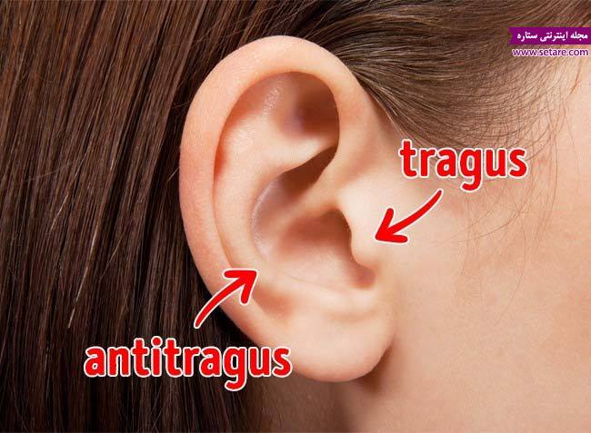 عکس  Tragus و Antitragus گوش