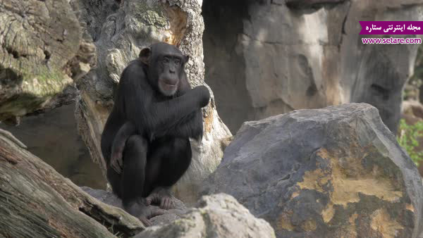 غار میمون‌ها- عکس غار میمون‌ها- غار میمون‌ها کوالالامپور