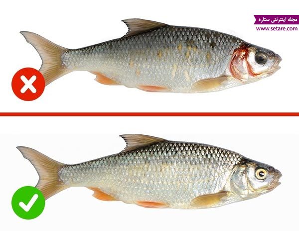 عکس تشخیص ماهی سالم
