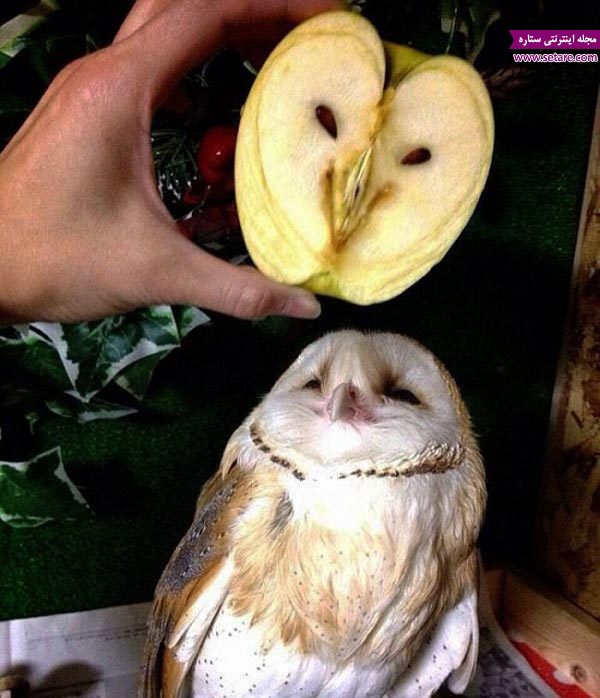 عکس شباهت خنده دار چهره جغد و یک نیمه از سیب