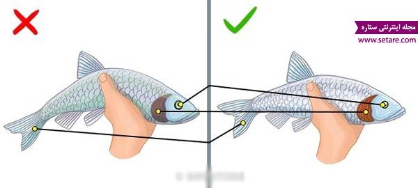 عکس دم و بدنه ماهی برای تشخیص ماهی تازه