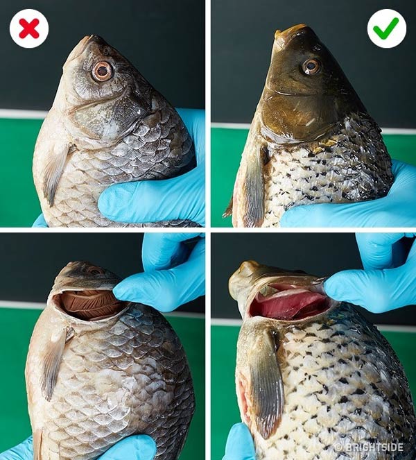 عکس تست سلامت ماهی