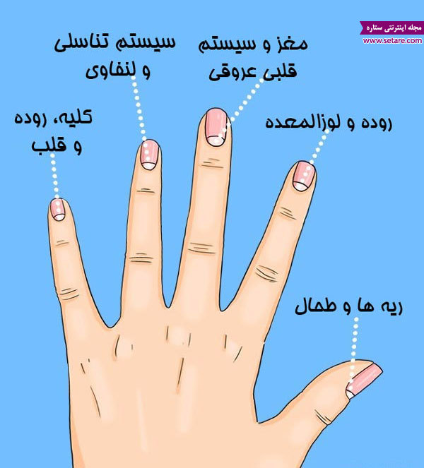 عکس تغییرات هلال ناخن در انگشت