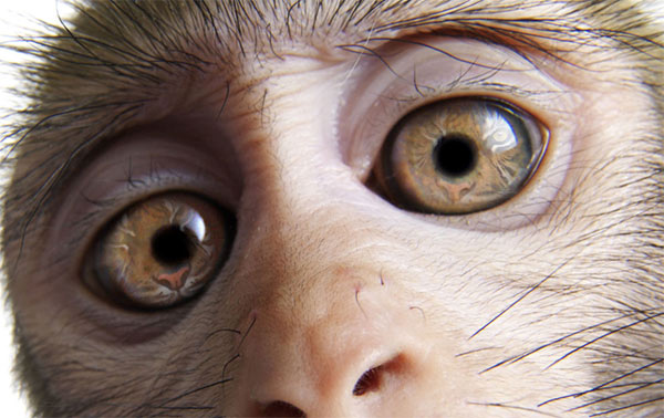 عکس میمون با چهره ببر در چشمانش