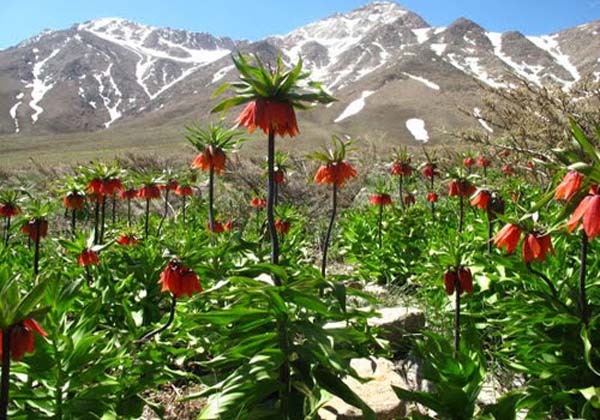  گلستان کوه- عکس گلستان کوه