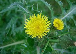 خواص شیر تیغک