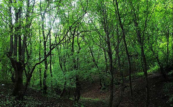 جنگل های ارسباران- عکس جنگل های ارسباران- مسیر جنگل ارسباران